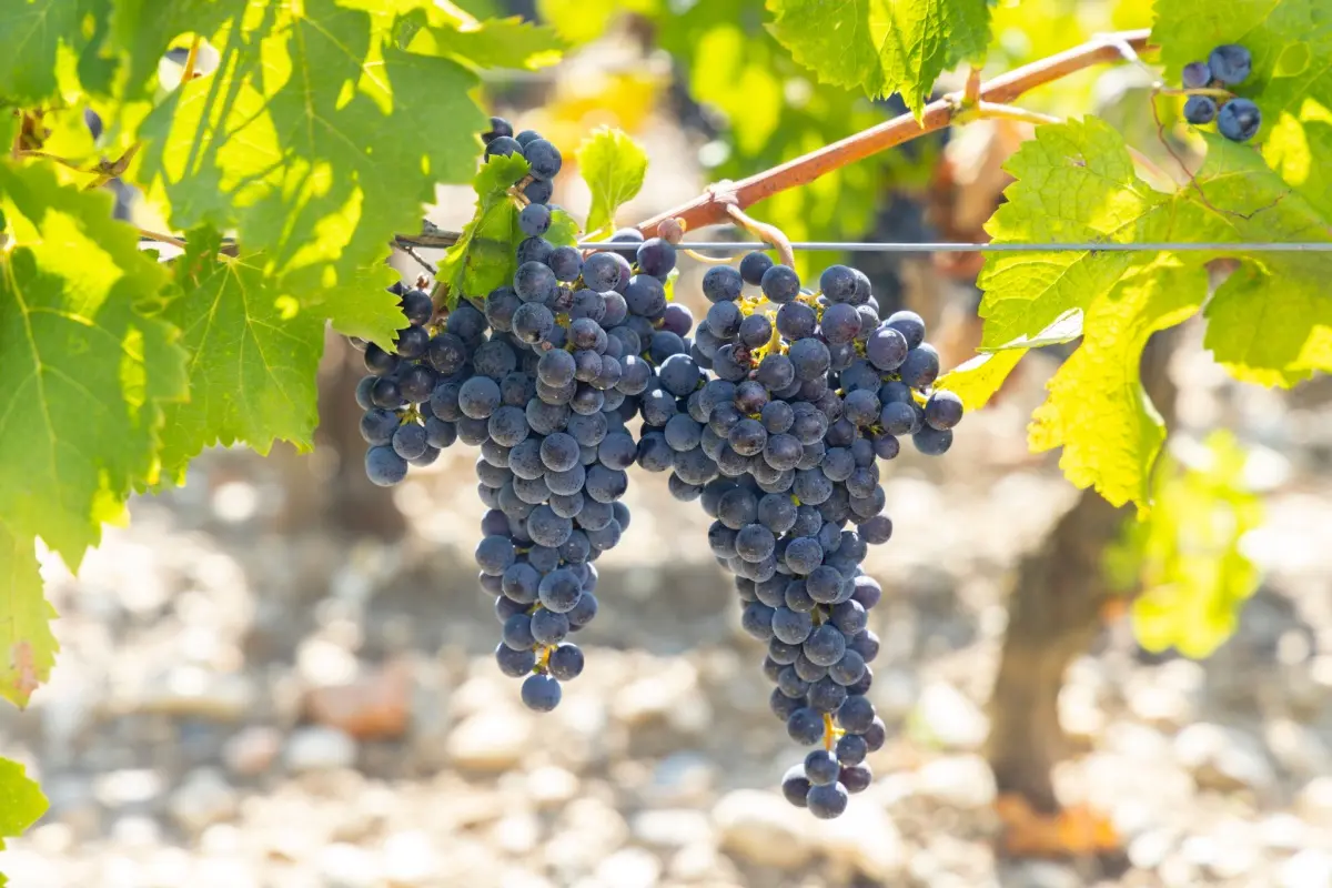 Close-up of black grapes hanging on the vine, showcasing ripe fruit ready for harvest