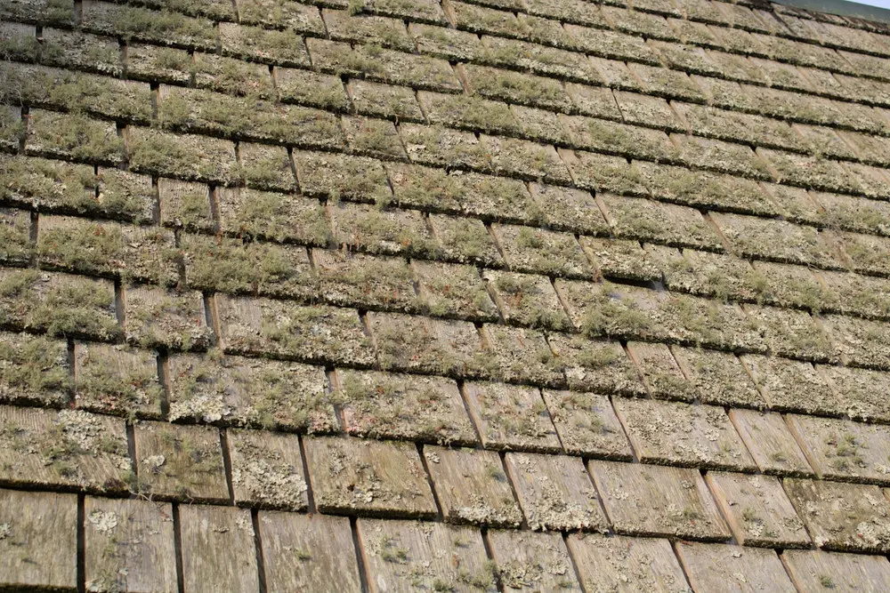 Lichen growing across weathered cedar shakes on a roof.